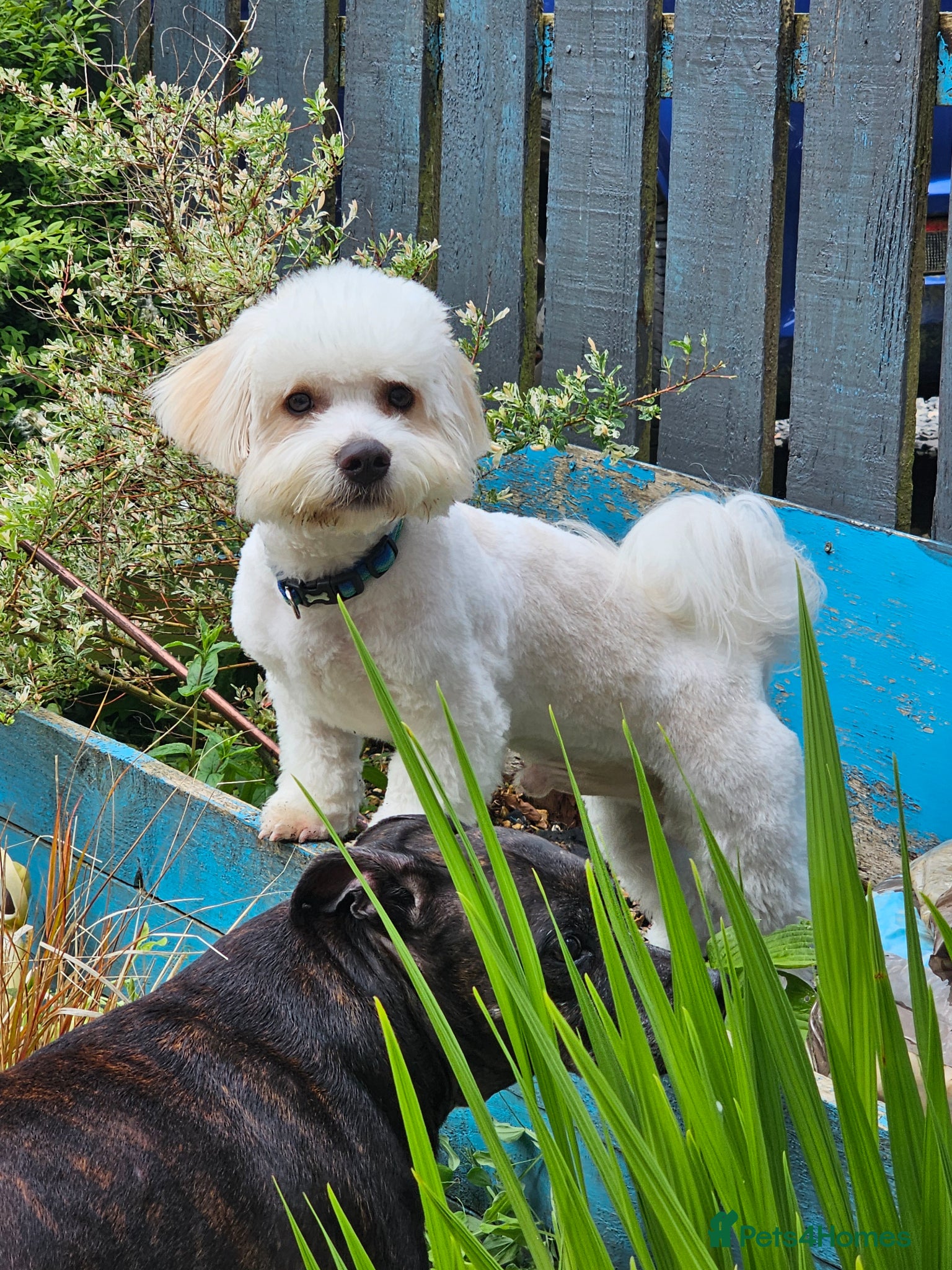 Shihpoo dogs for sale: 11‑Month‑Old Shihpoo Looking for His Perfect Home - Advert 2