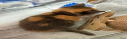 British Longhair cats for sale: Adorable British Longhair kittens - TICA registred - Advert 7