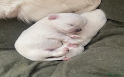 Chihuahua dogs for sale: Two white Chihuahua puppies  - Image 13