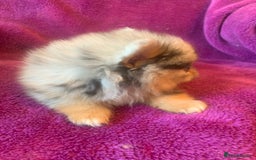 Pomeranian dogs for sale: Rainbow Litter with TAN POINTS - Image 16