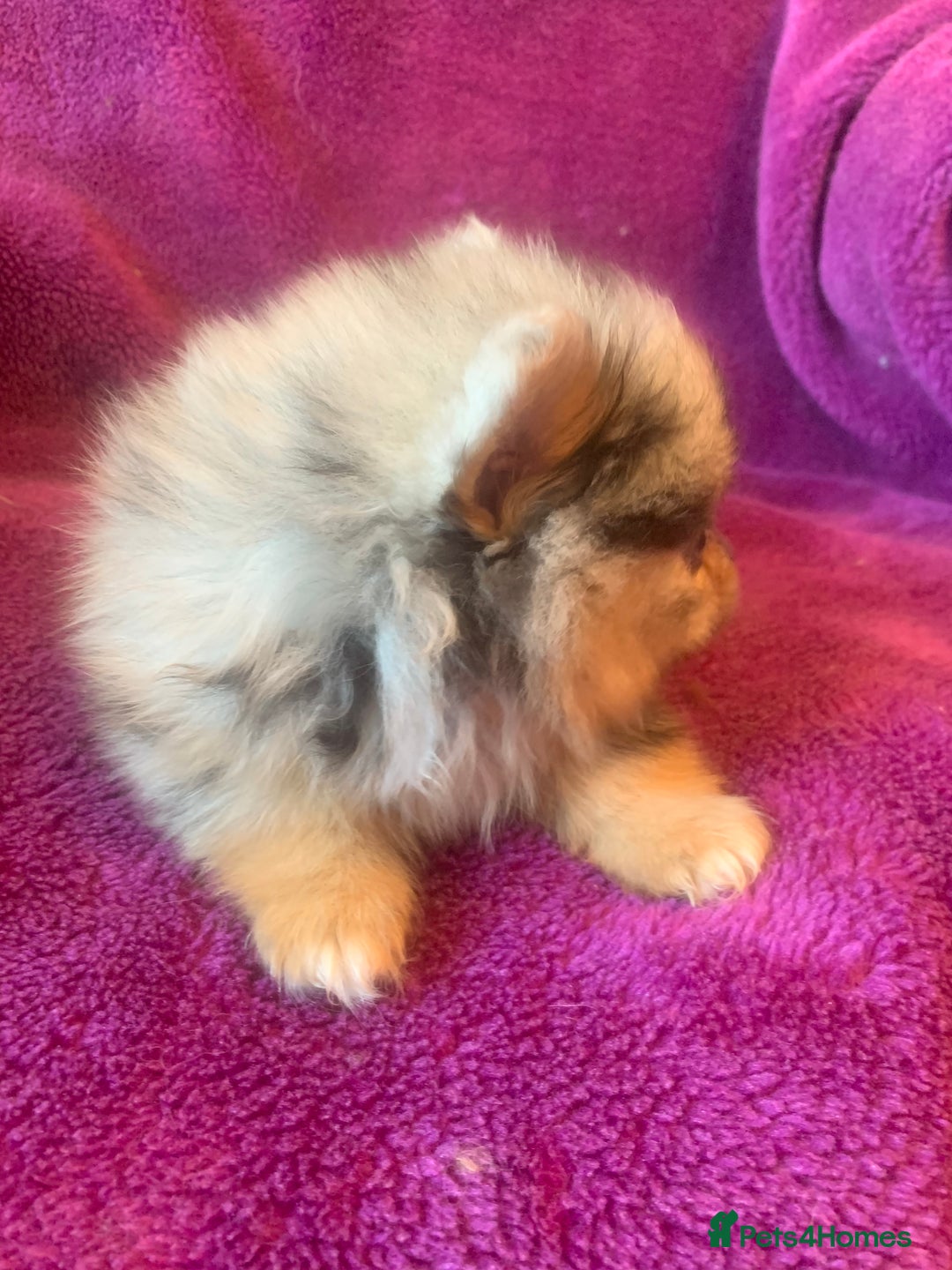 Pomeranian dogs for sale: Rainbow Litter with TAN POINTS - Image 16
