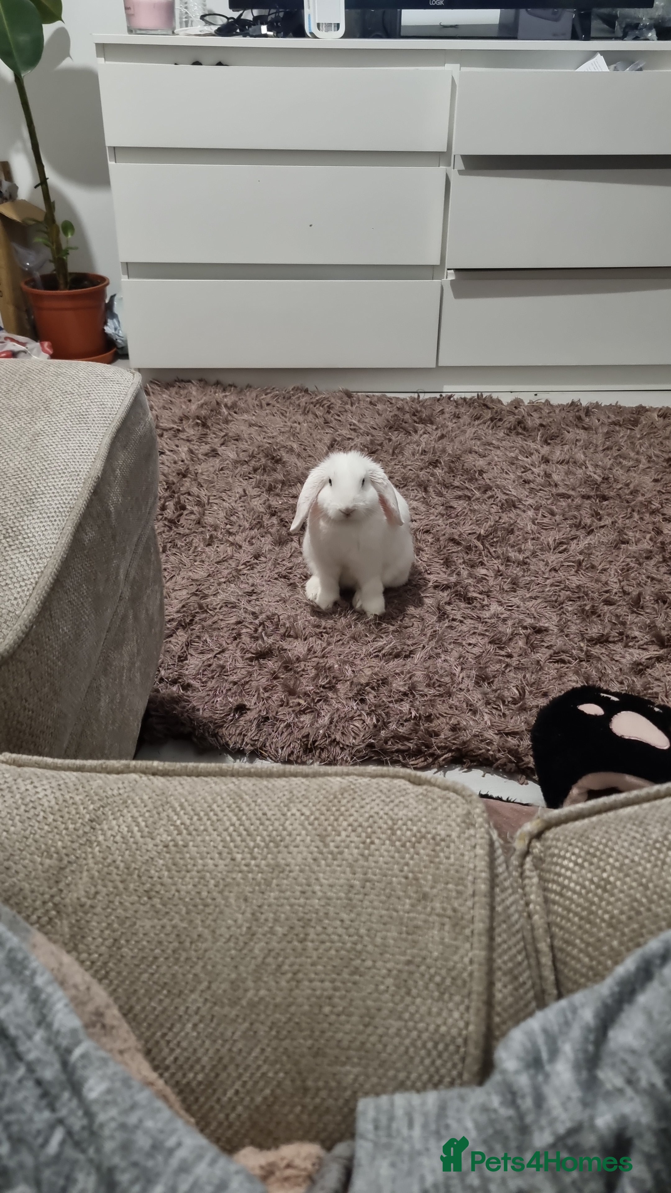 Dwarf Lop rabbits Pure Breed White Dwarf Lop with blue eyes - Advert 11