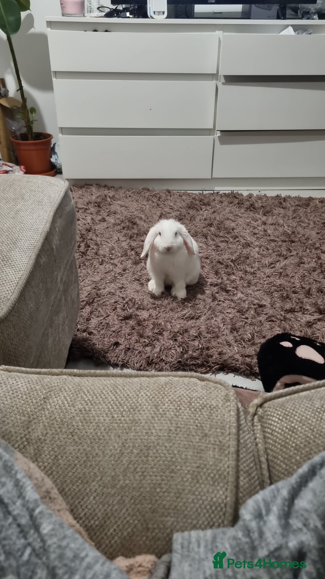 Dwarf Lop rabbits for sale: Pure Breed White Dwarf Lop with blue eyes - Advert 1