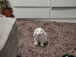 Dwarf Lop rabbits Pure Breed White Dwarf Lop with blue eyes - Advert 10