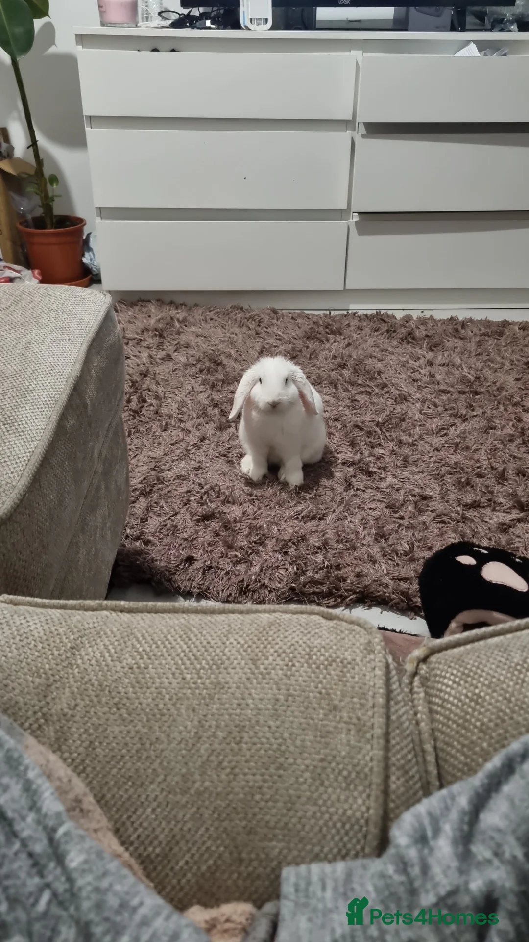 Dwarf Lop rabbits for sale: Pure Breed White Dwarf Lop with blue eyes - Advert 1