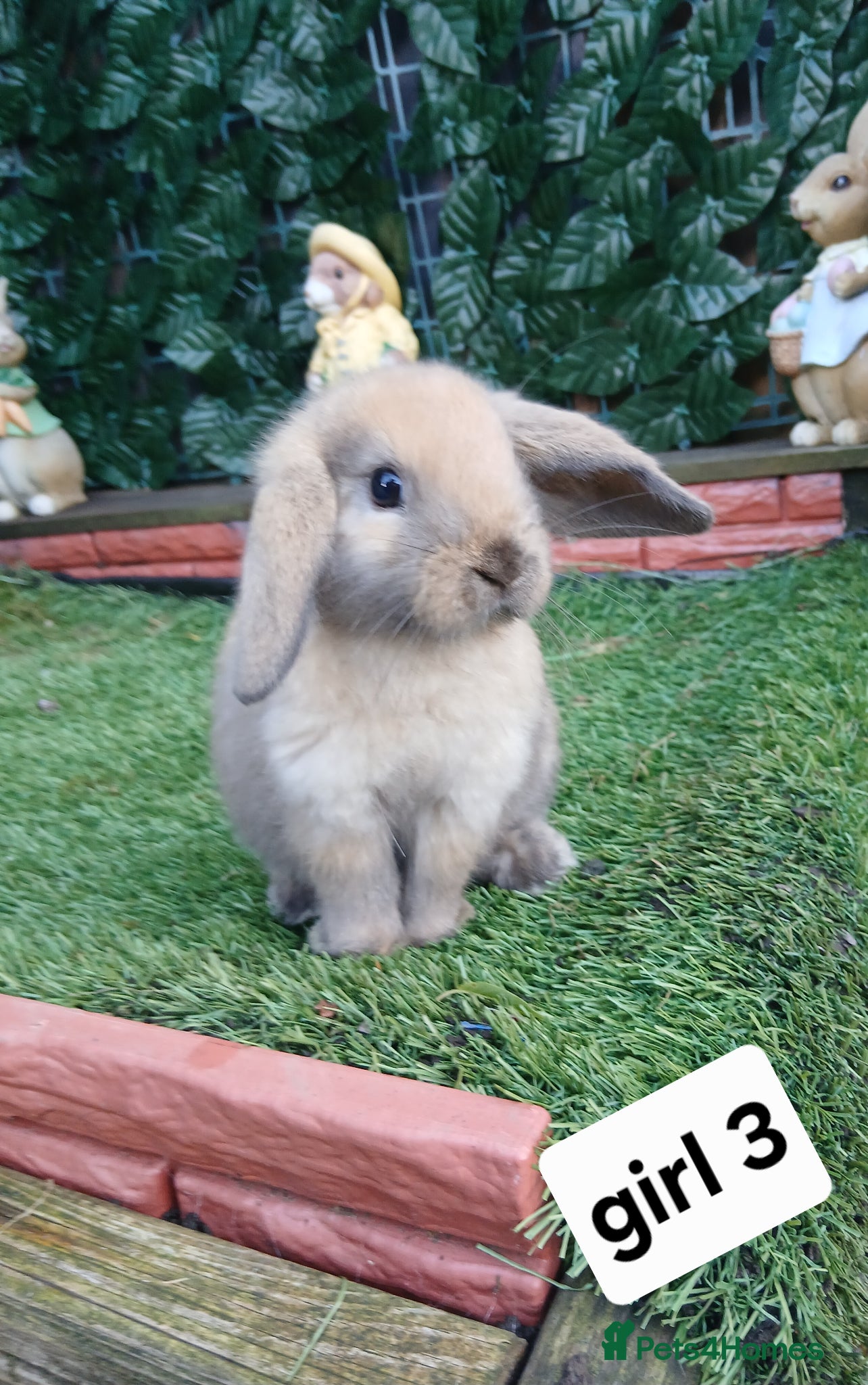 Mini Lop rabbits for sale: 6 mini lop baby's - Advert 1