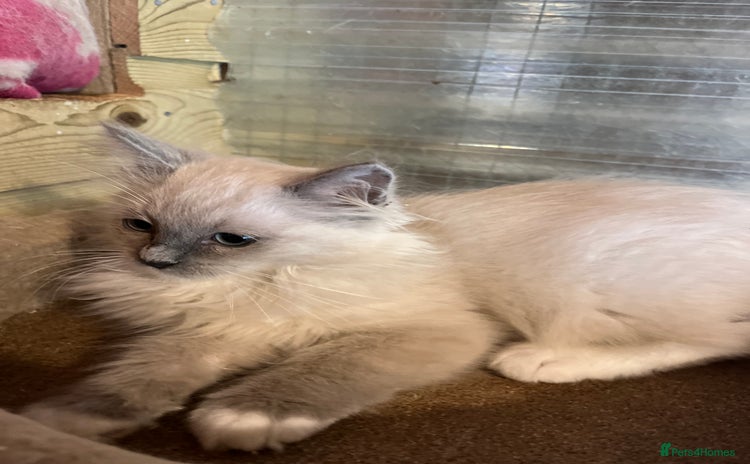 Ragdoll cats - Advert 8