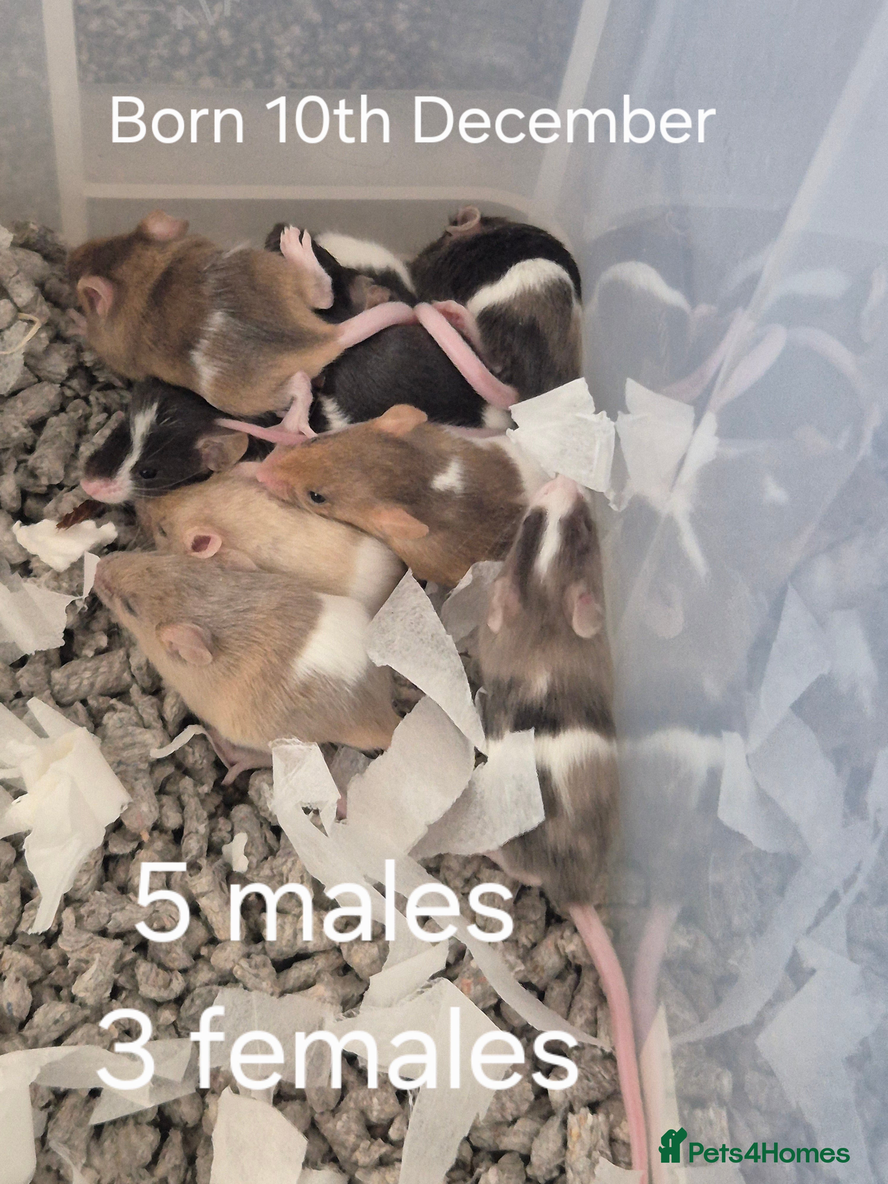 Mouse rodents Plenty of fancy mice available,Colours and genders - Advert 1