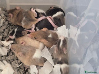 Mouse rodents Plenty of fancy mice available,Colours and genders - Advert 1