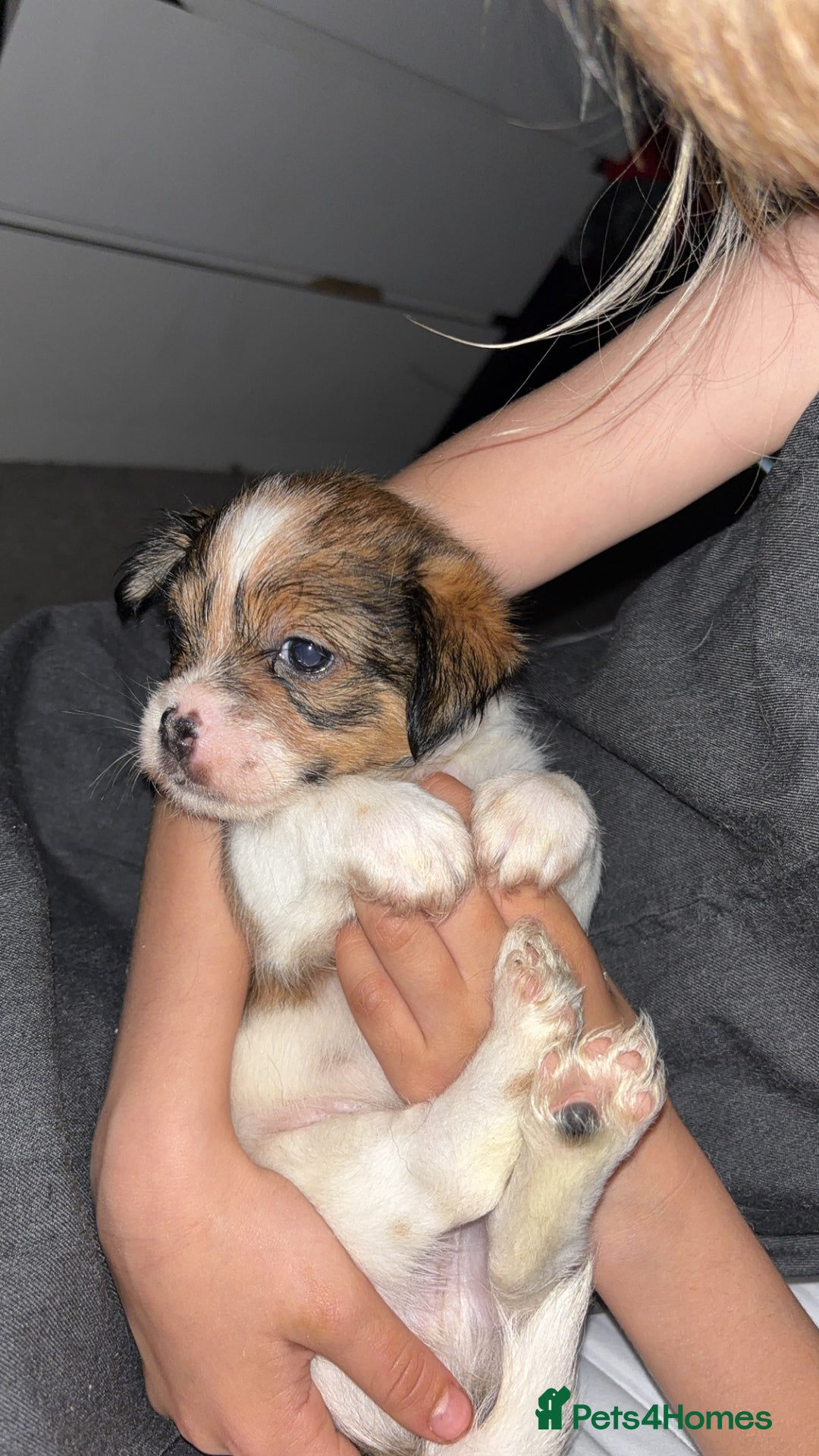 Mixed Breed dogs for sale: Jack Tzu puppies - Image 9