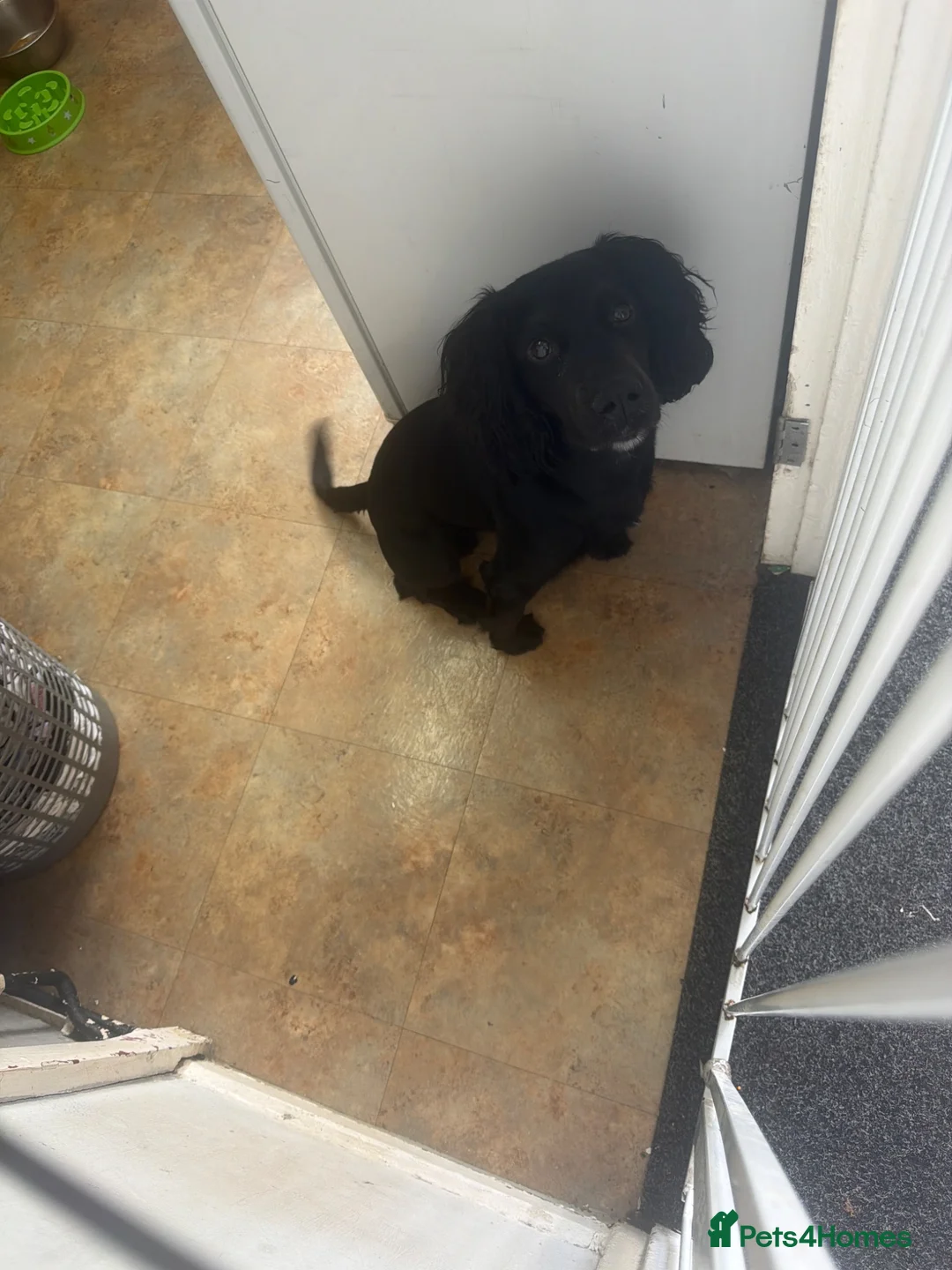 Cocker Spaniel dogs for sale: Teddy  in Oldham - Advert 1