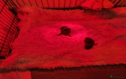 Pomeranian dogs for sale: 3 beautiful black pomeranian boys for sale  - Image 27