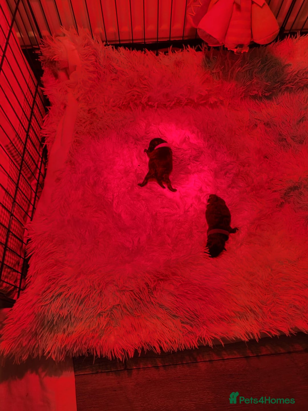 Pomeranian dogs for sale: 3 beautiful black pomeranian boys for sale  - Image 27
