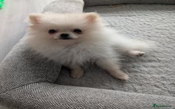 Pomeranian dogs for sale: Puppy Pomeranian miniature  - Advert 5