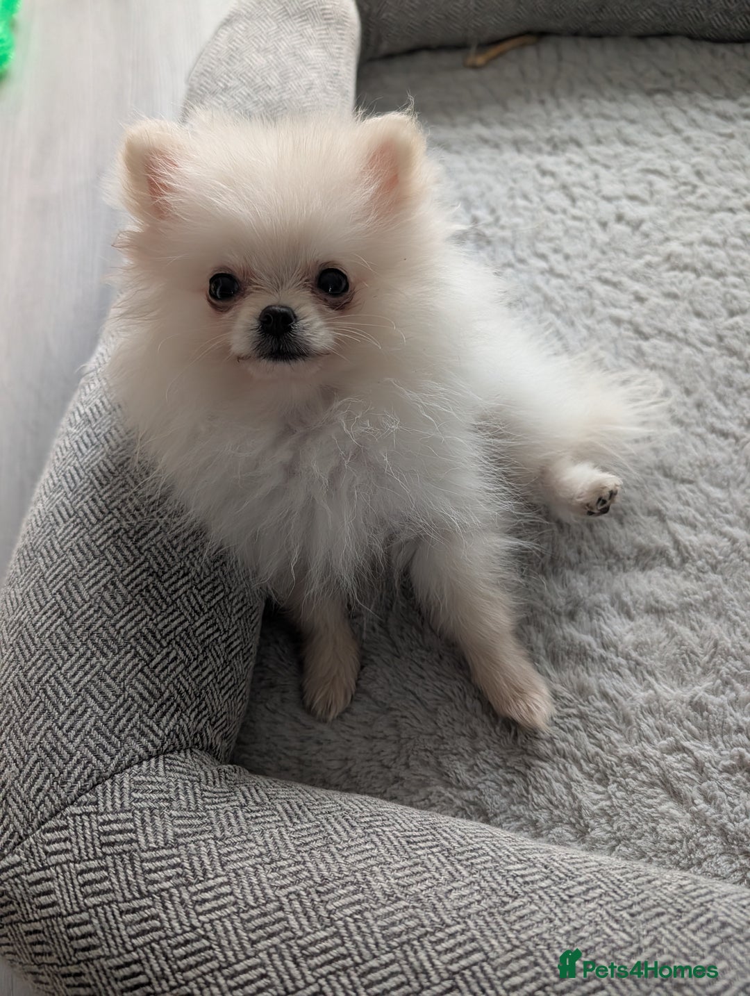 Pomeranian dogs for sale: Puppy Pomeranian miniature  - Advert 5