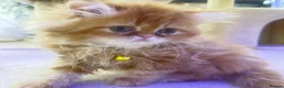 Persian cats for sale: Persian kitten🌷🌾 EXOTIC DOLL FACE PERSIAN -  - Advert 17