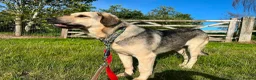 Mixed Breed dogs for adoption: SWEET OSCAR READY FOR HIS FOREVER FAMILY - Advert 3
