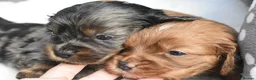 Cavapoo dogs for sale: Health Tested Cavapoo Puppies  - Advert 25