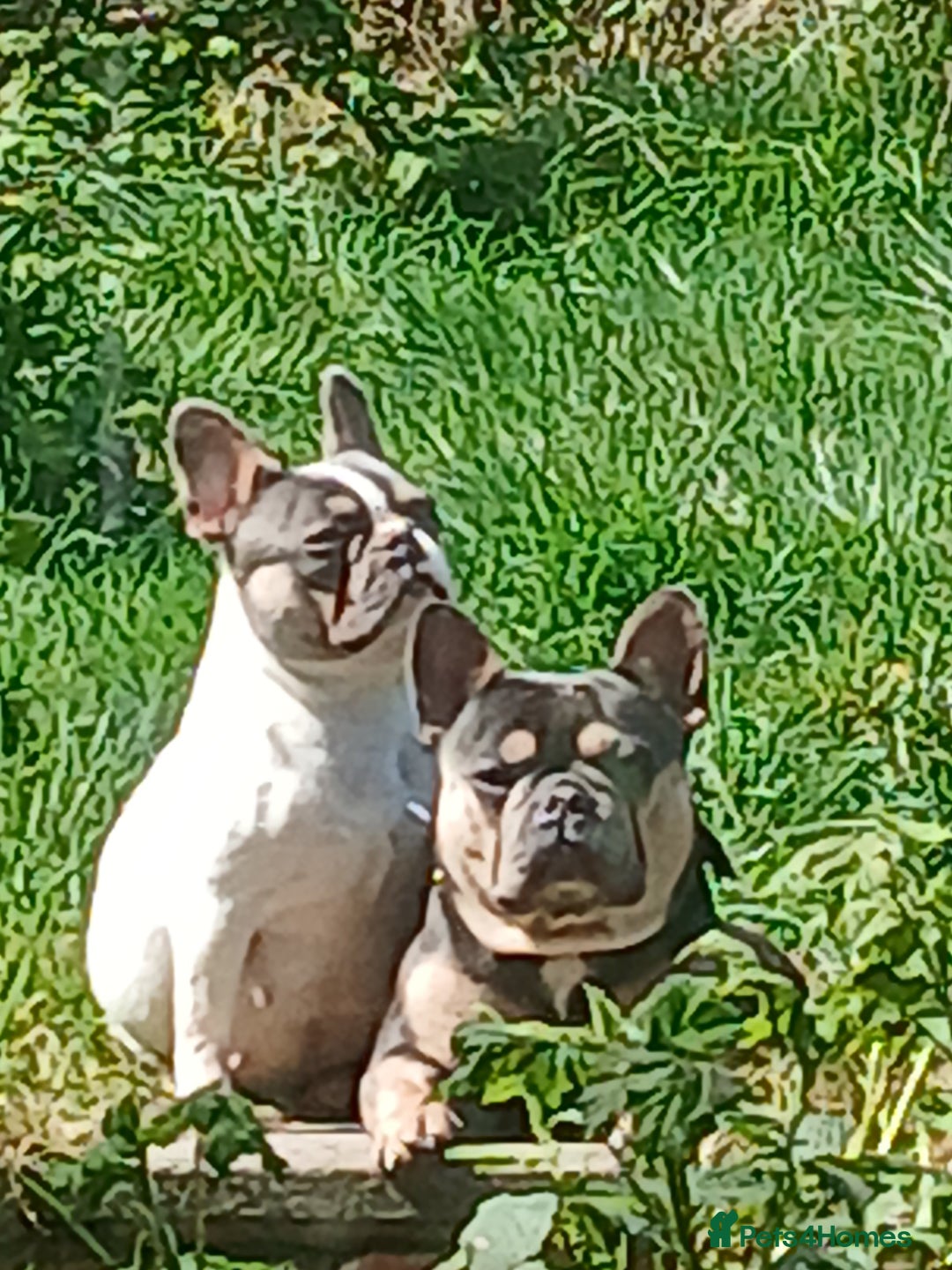 French Bulldog dogs for sale: Gorgeous french bulldog boys  - Image 4