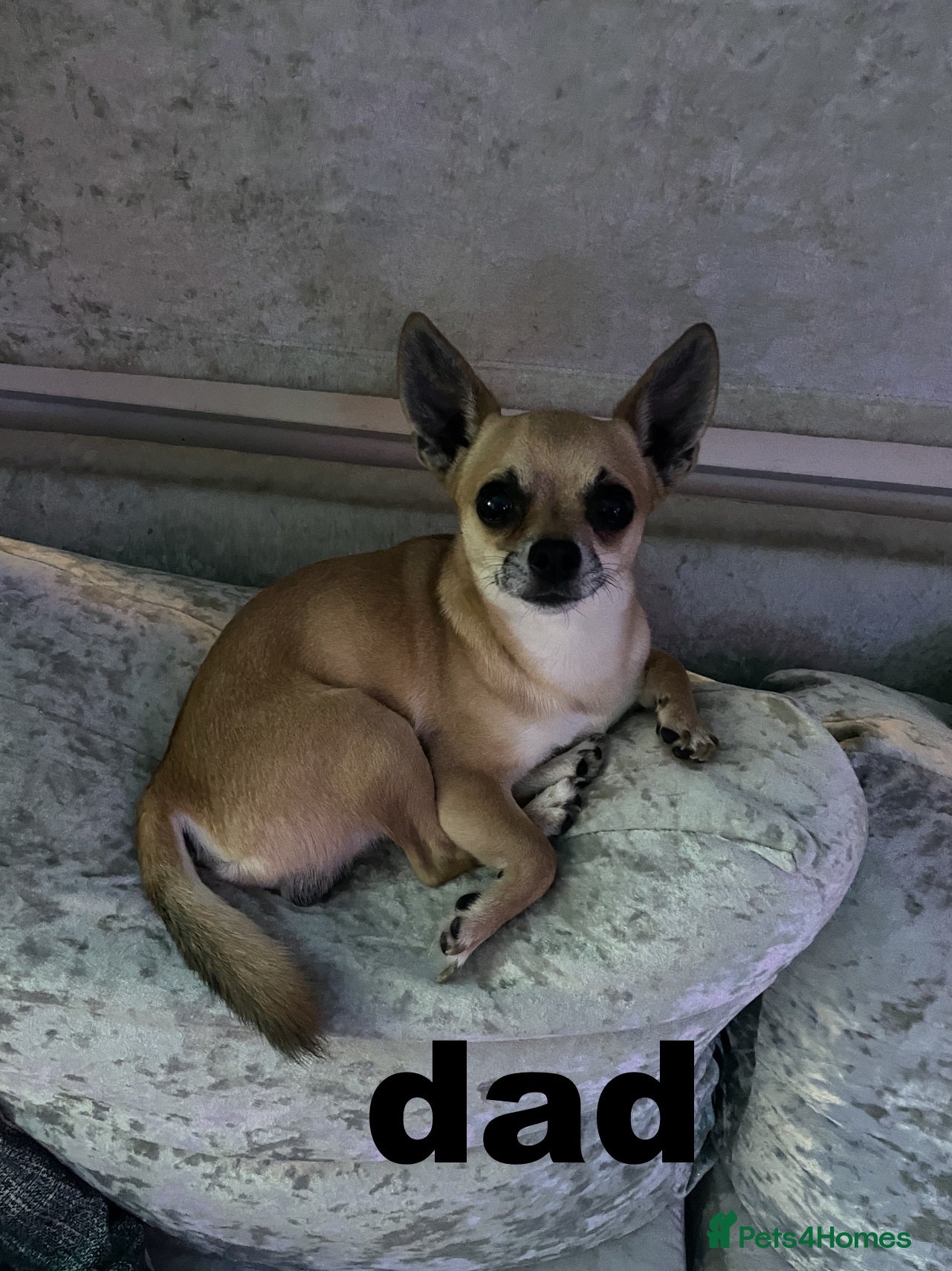 DAD