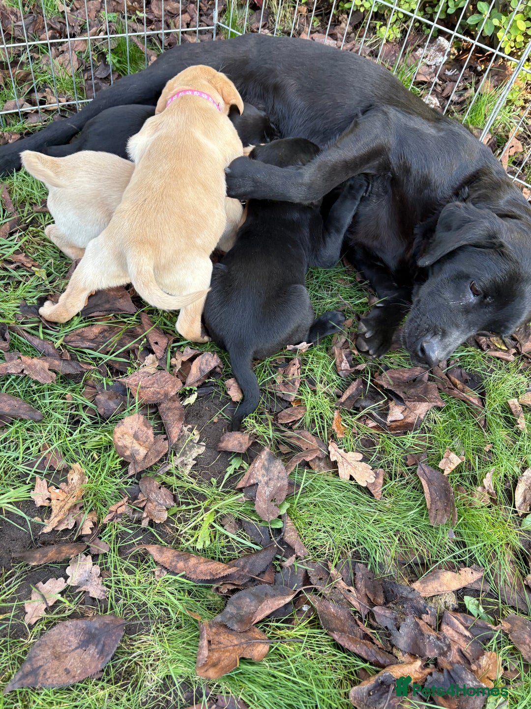 Labrador Retriever dogs for sale: 🐶KC Registered Labradors 🐶 - Advert 4