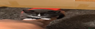Domestic Shorthair Kitten 1