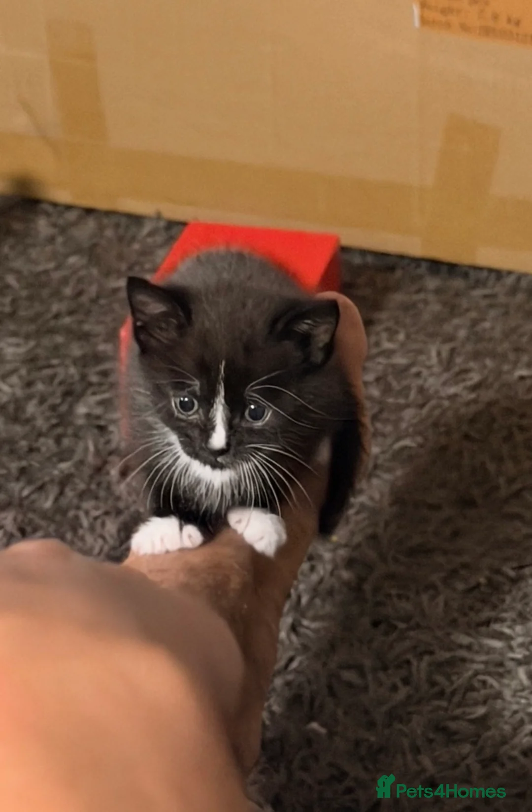 Domestic Shorthair cats for sale: 4 lovely kittens looking for a forever home  in Downham Market - Advert 2