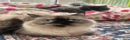 Persian cats for sale: Stunning Persian kitten for sale  in London - Advert 7