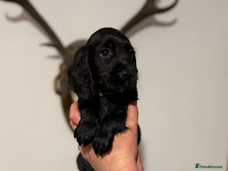 Cocker Spaniel dogs KC registered Cocker Spaniel puppies - Advert 4