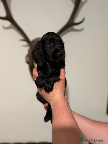 Cocker Spaniel dogs KC registered Cocker Spaniel puppies - Advert 4