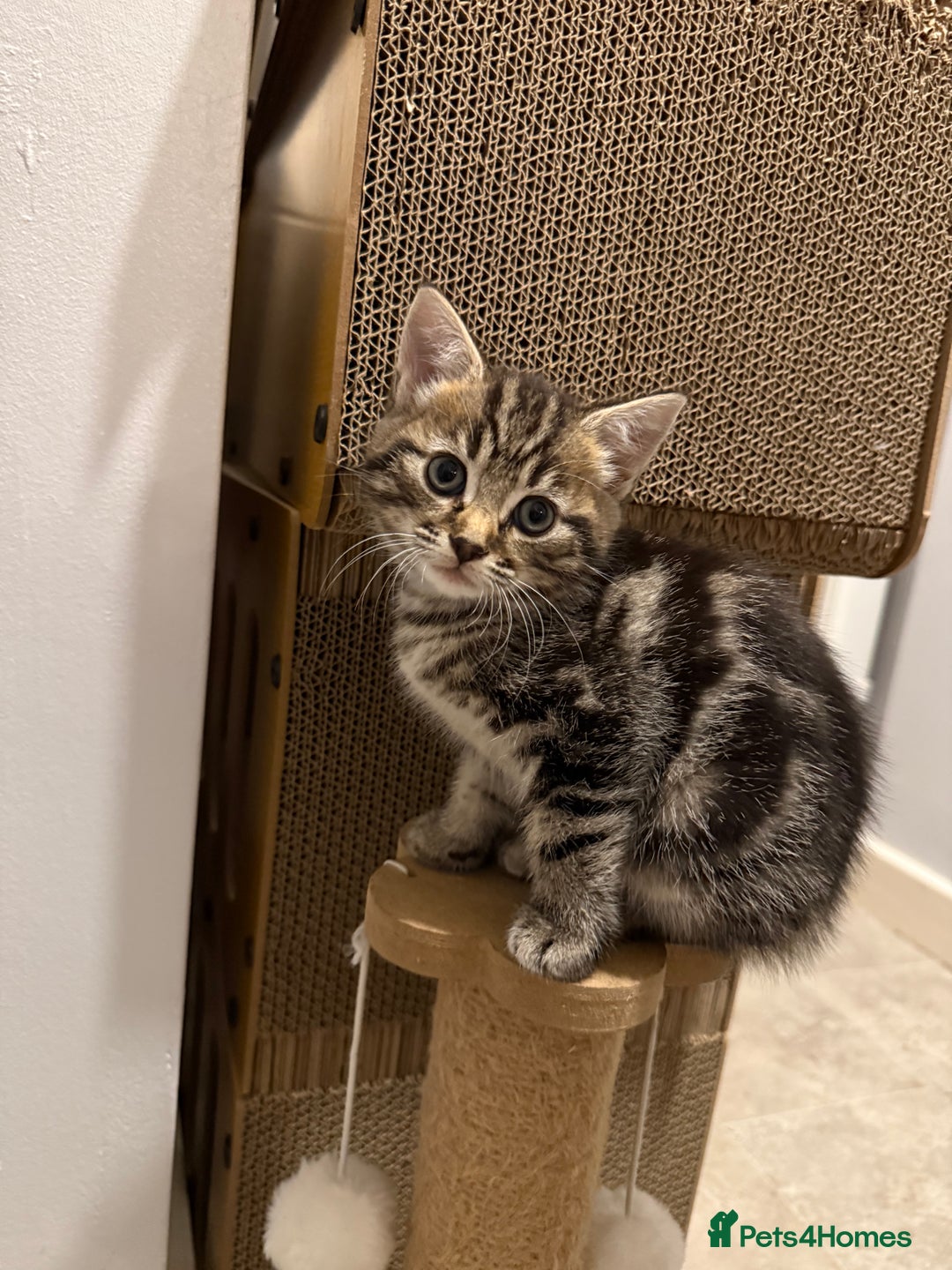 British Shorthair cats for sale: Gorgeous kittens  - Advert 19