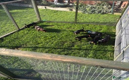 Dachshund dogs for sale: Kc standard Black and Tan dachshunds - Image 27