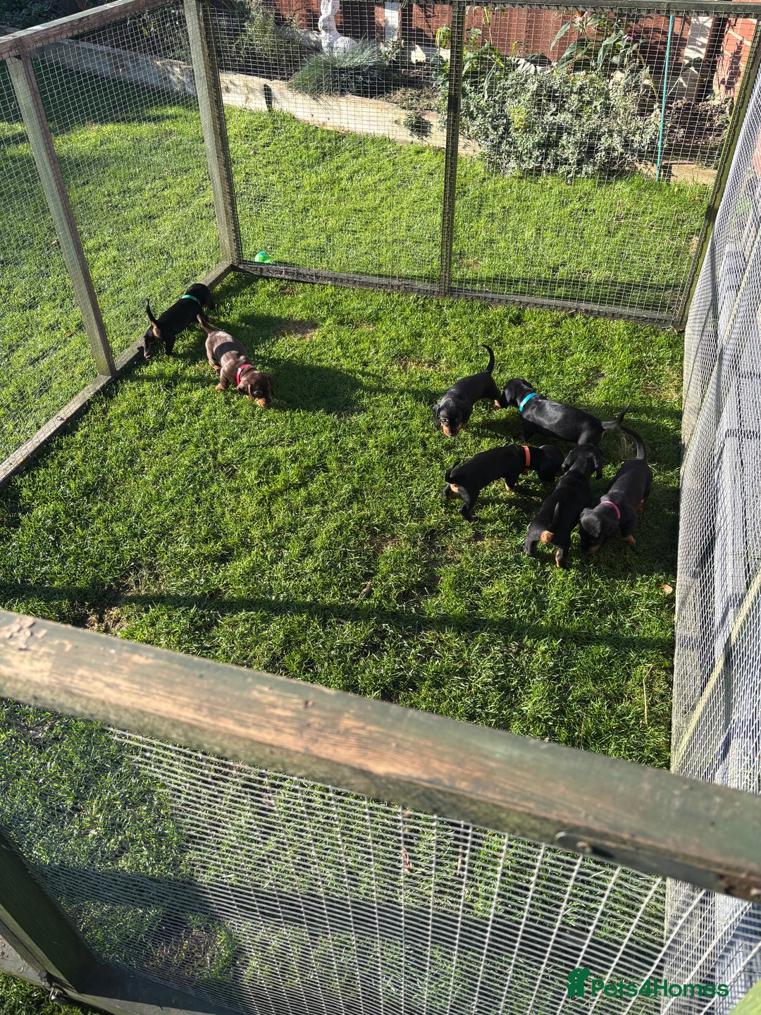 Dachshund dogs for sale: Kc standard Black and Tan dachshunds - Image 27