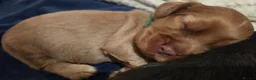 Cocker Spaniel dogs for sale: RKC SHOW COCKER SPANIEL PUPPIES EXTENSIVELY HEALTH - Advert 3