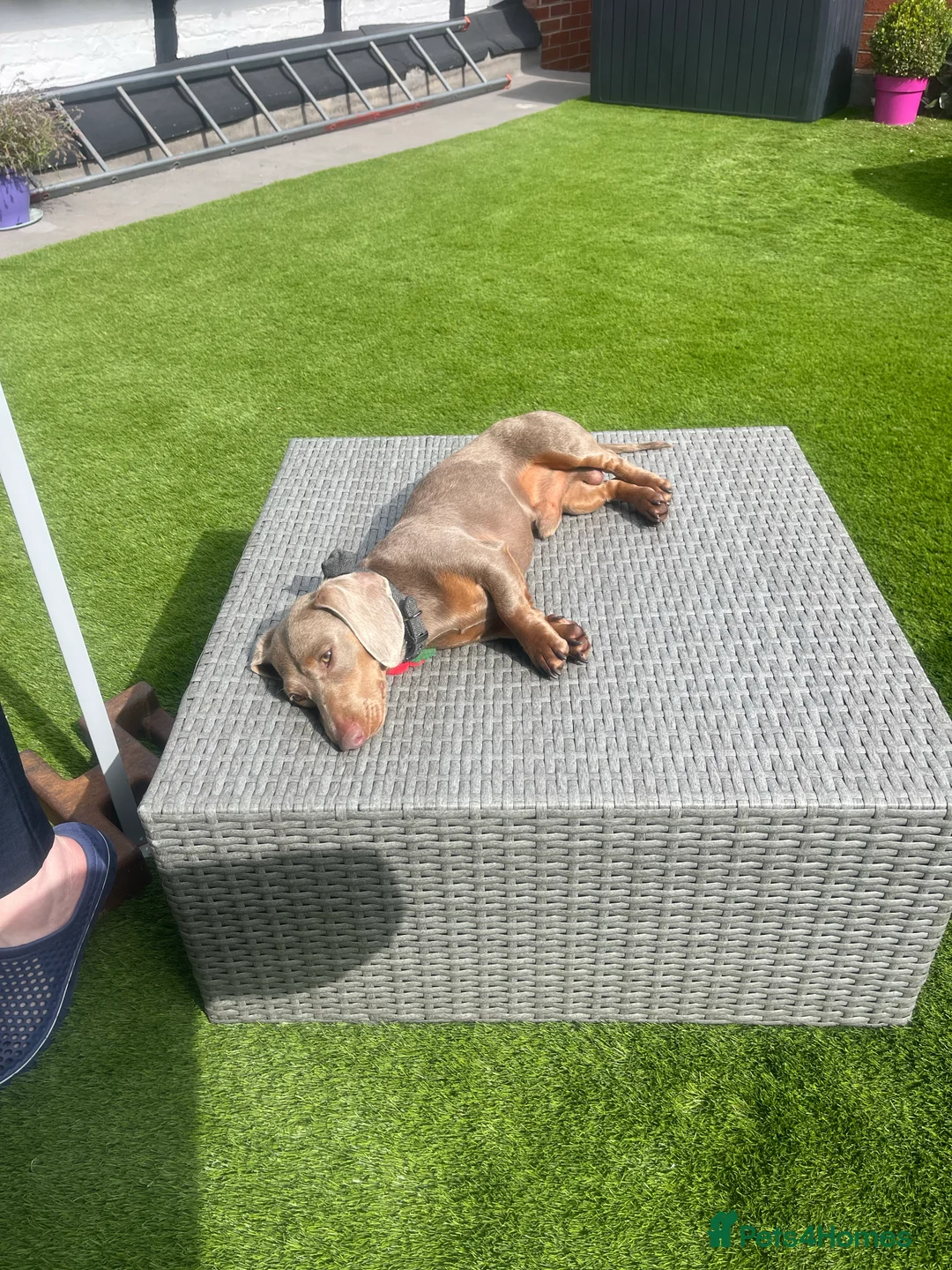 Miniature Dachshund dogs for stud: Milo “Gre Cyrus” in Newport - Advert 7