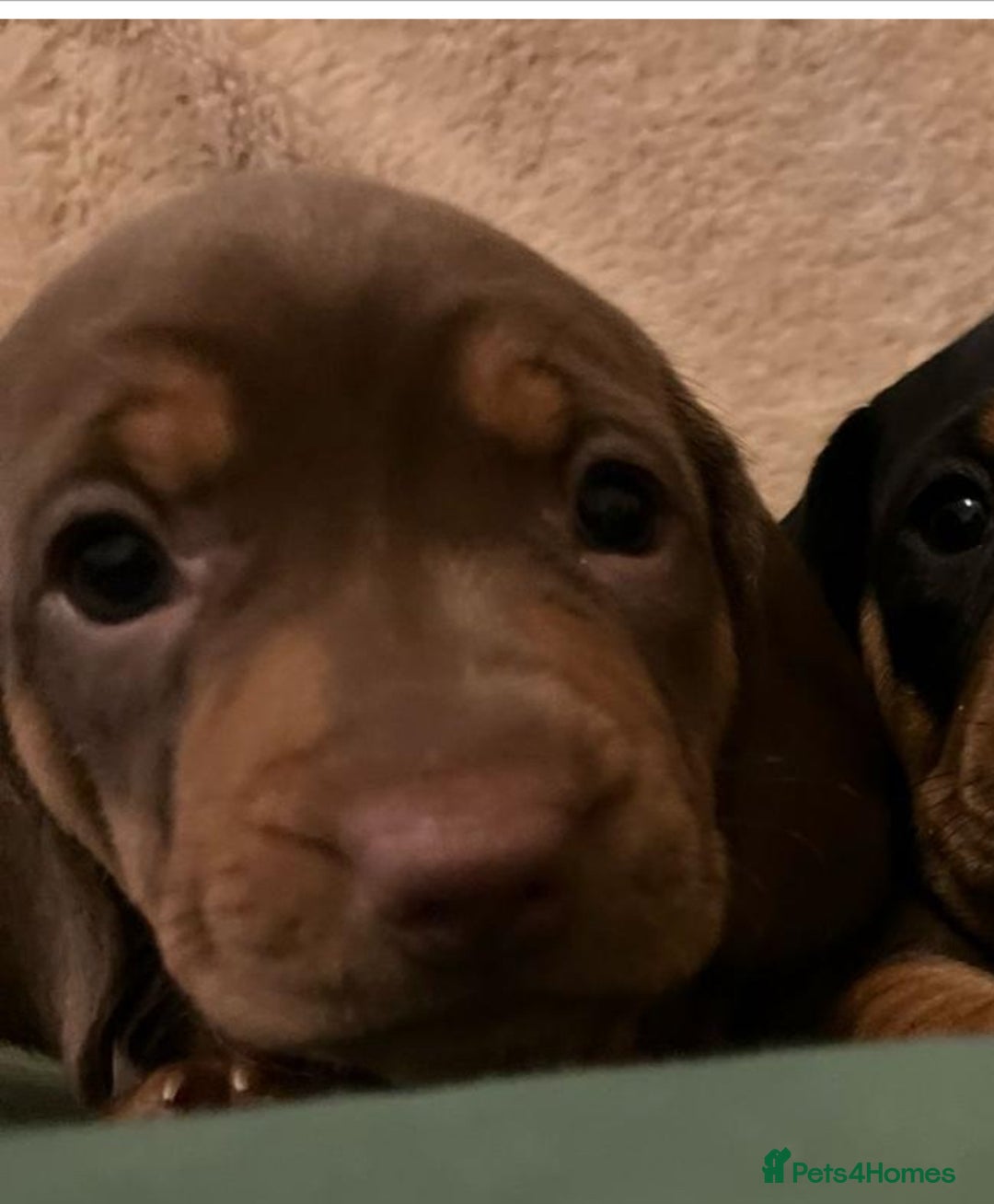 Dachshund dogs for sale: Lovely standard dachshund pups  - Advert 6