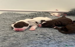 Mixed Breed dogs for sale: Mega Coated Schnockerpoo puppies - Image 10