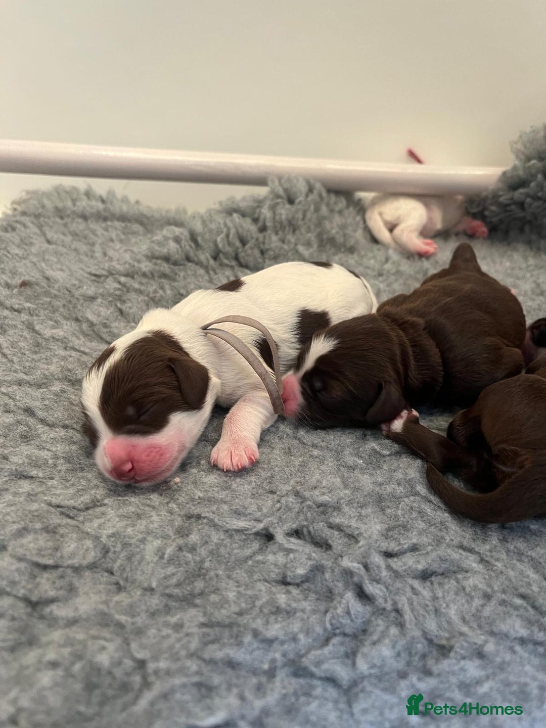Mixed Breed dogs for sale: Mega Coated Schnockerpoo puppies - Image 10