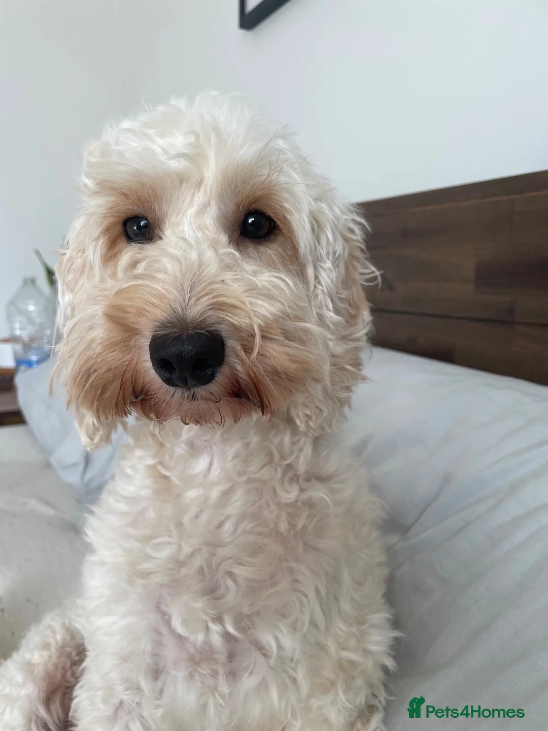 Cockapoo dogs for sale: Girl cockapoo 9 weeks old  - Advert 2