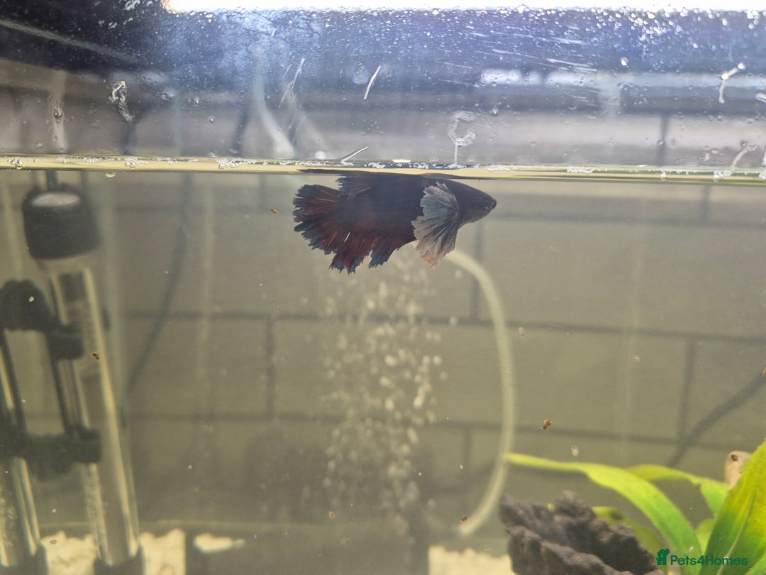 Bettas fish for sale: Female Betta and 3 bristlnose plecos - Advert 2