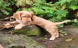 Cocker Spaniel dogs for sale: KC Registered Cocker Spaniel (Working) Puppies - Image 12