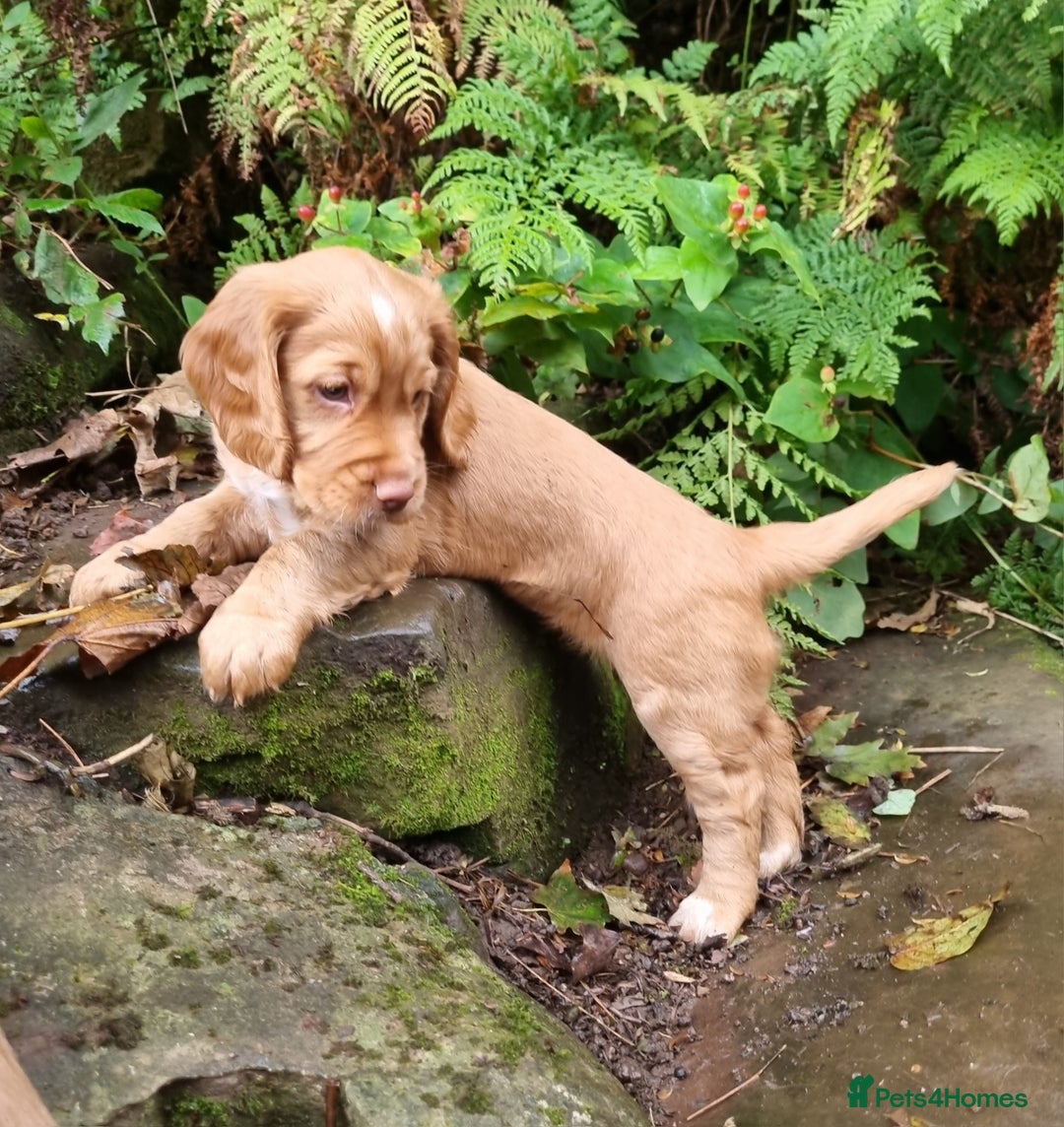 Cocker Spaniel dogs for sale: KC Registered Cocker Spaniel (Working) Puppies - Image 12