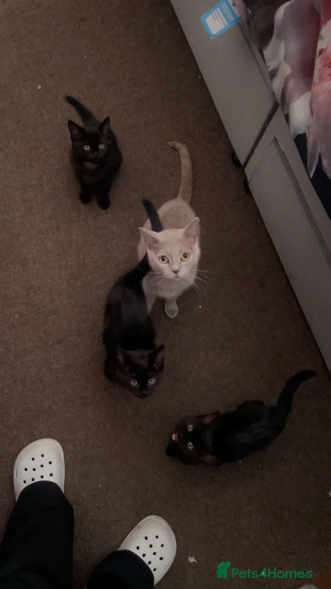 British Shorthair cats for sale: 3 Beautiful Kittens Looking for Forever Homes - Advert 2