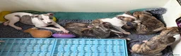 Whippet dogs for sale: Kennel Club Registered Whippet Pups Available  - Advert 2