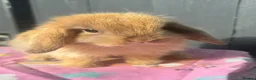 Mini Lop rabbits for sale: Pure bred pedigreed baby mini lops  - Advert 7