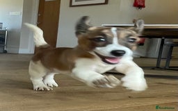 Jack Russell dogs for sale: Jack Russell Puppies - Image 8