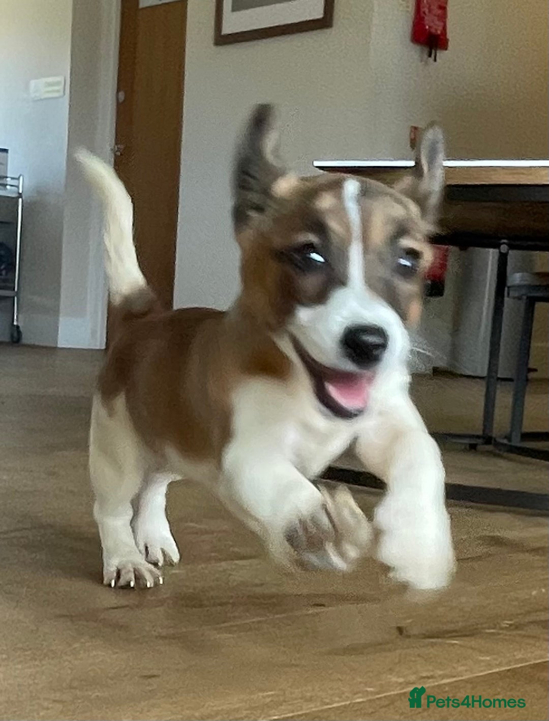 Jack Russell dogs for sale: Jack Russell Puppies - Image 8