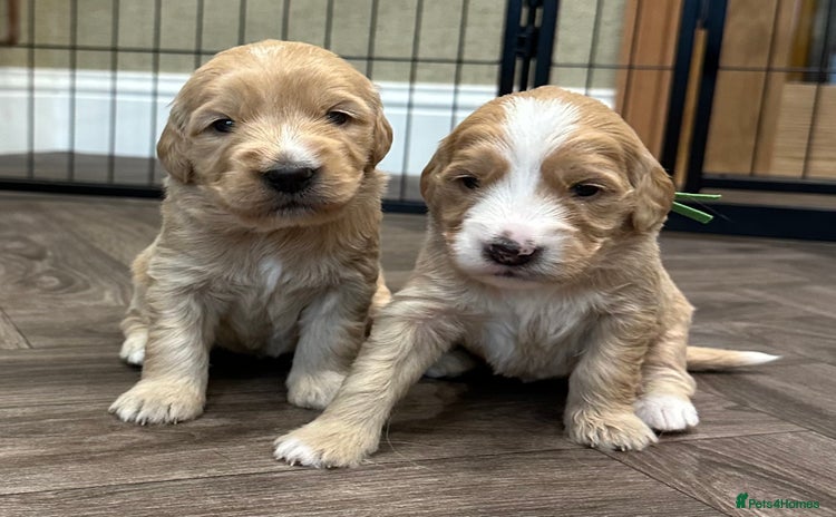 Double Doodle dogs - Advert 1