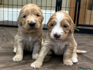 Double Doodle dogs - Advert 2