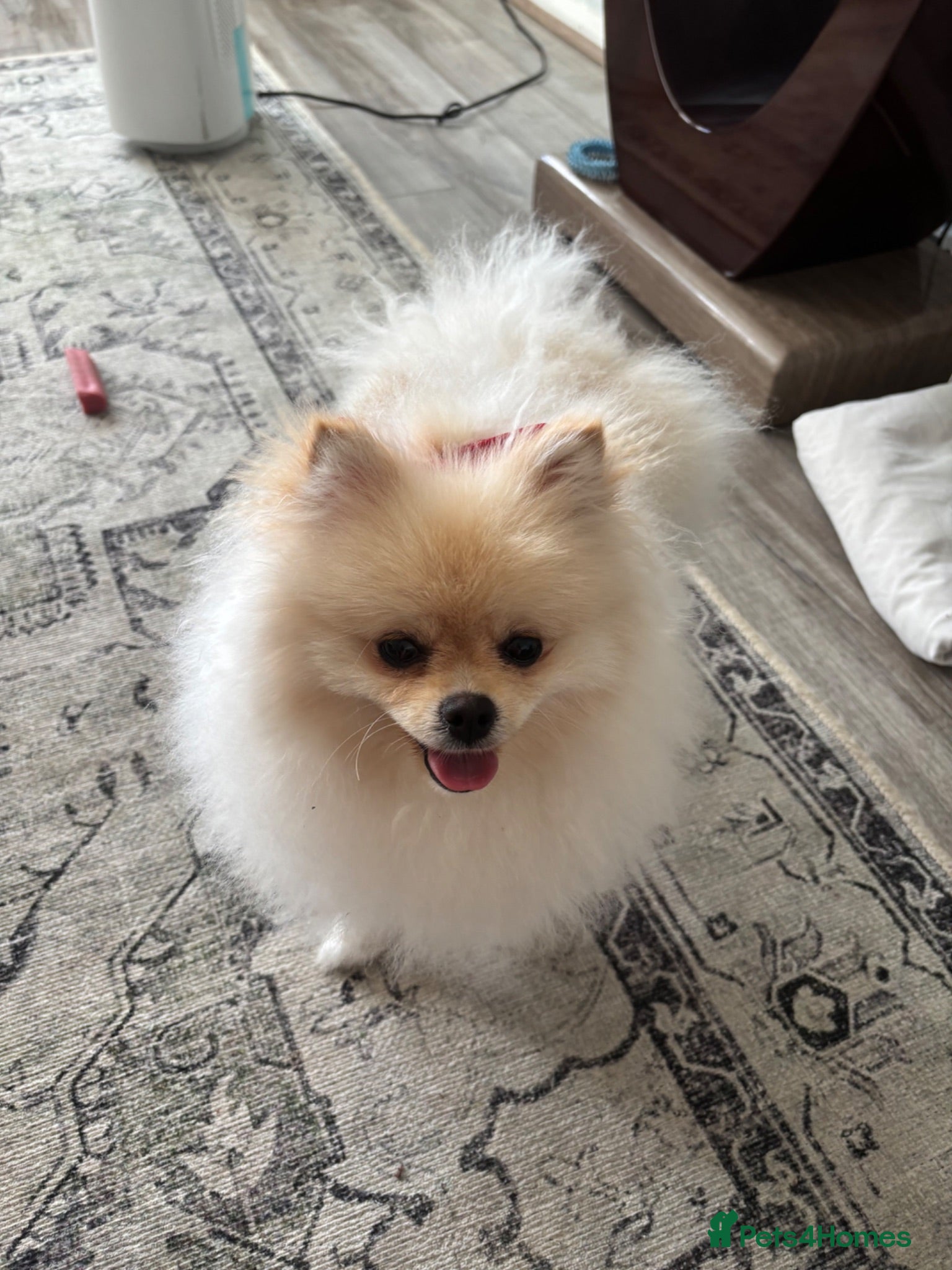 Pomeranian dogs Mrs wragg - Advert 1